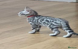 Bengal cats for sale: 3 exquisite Tica registered bengals *****READY NOW - Image 16