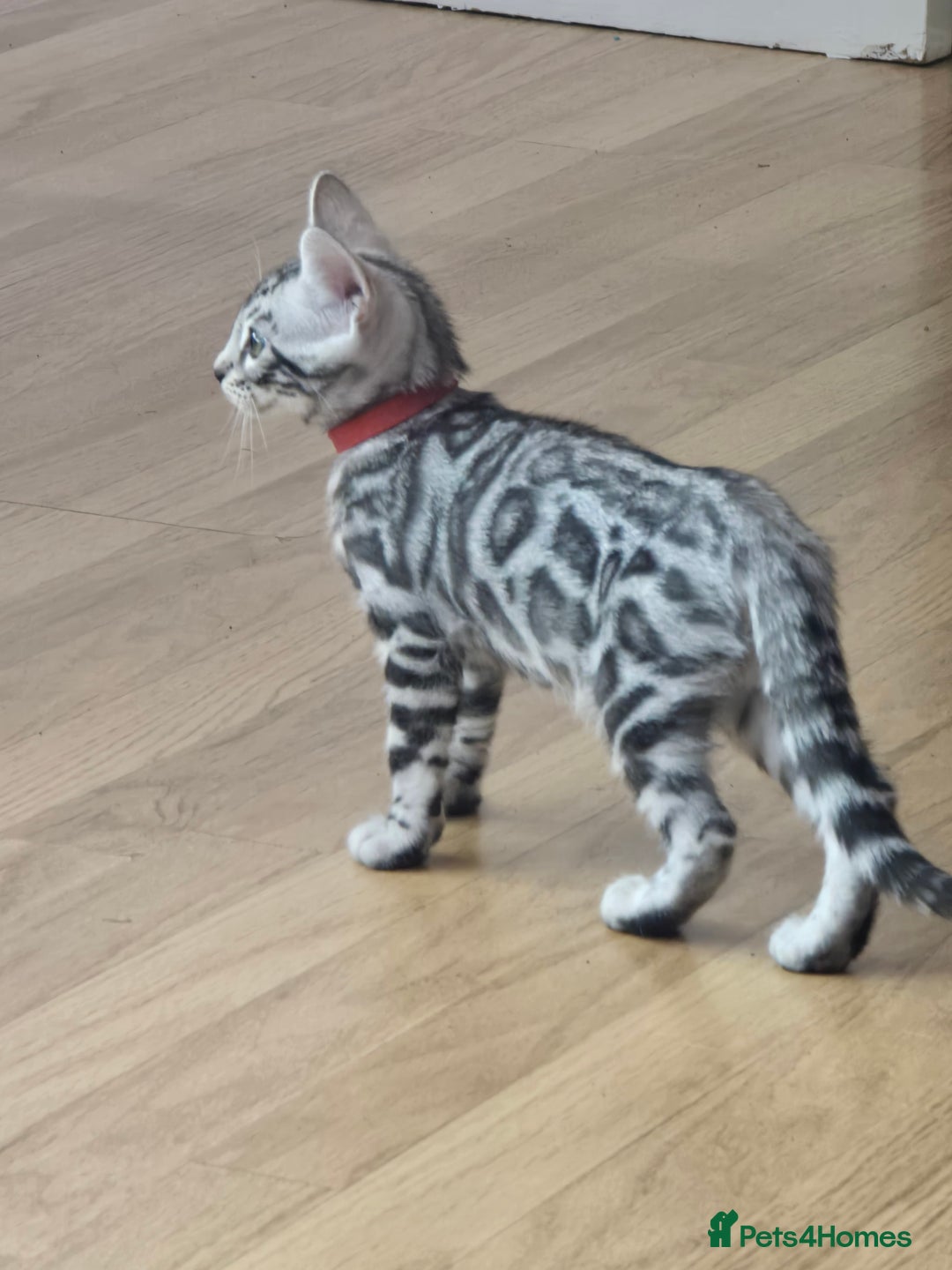 Bengal cats for sale: 3 exquisite Tica registered bengals *****READY NOW - Image 16