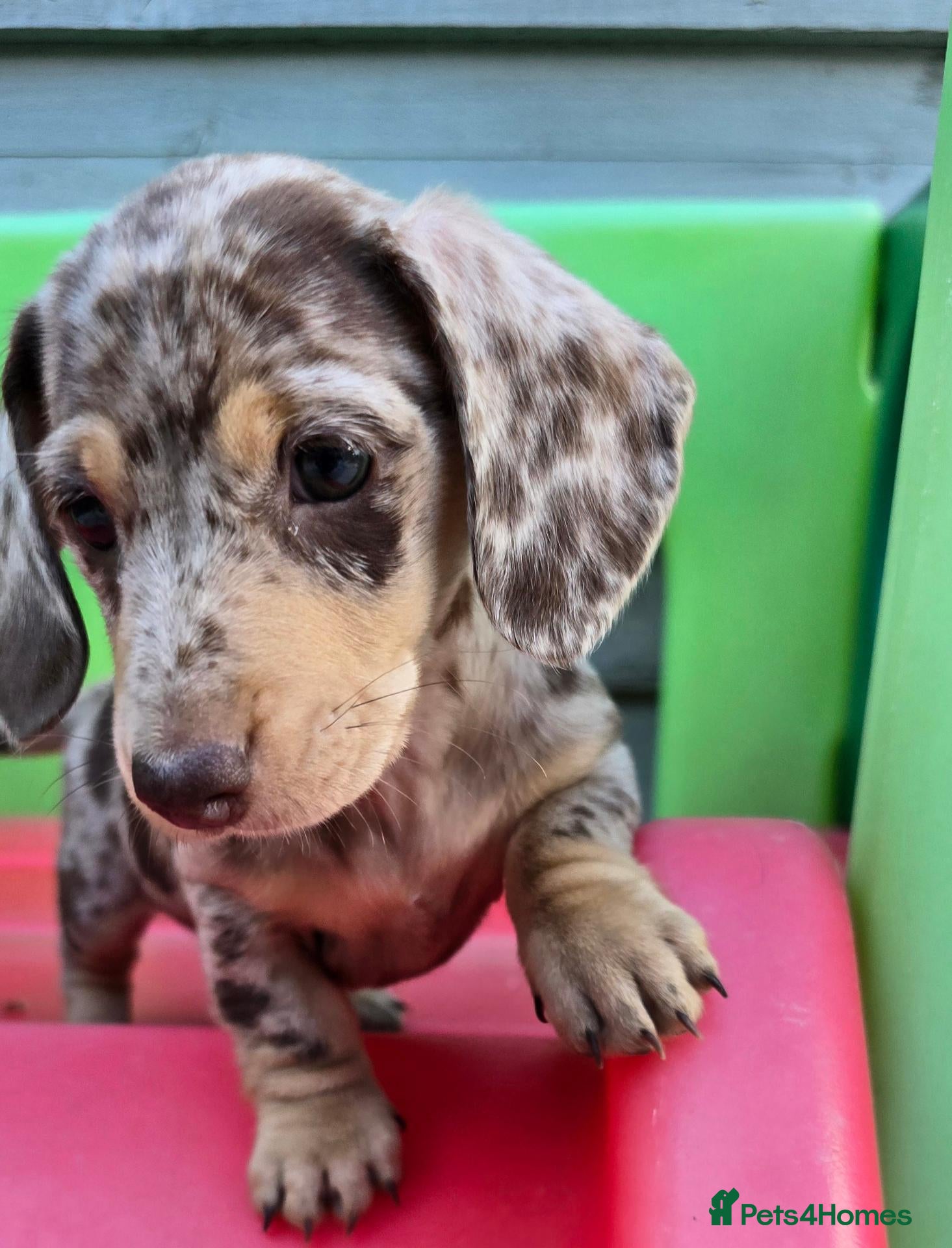Miniature Dachshund dogs Long haired miniature dachshunds - Advert 17
