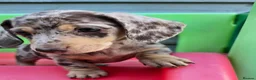 Miniature Dachshund dogs for sale: Long haired miniature dachshunds - Advert 6