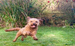 Cavapoo dogs for stud: F1b 5.6kg Cavapoo stud. Devon 100% success in Winkleigh - Image 7