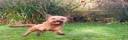 Cavapoo dogs for stud: F1b 5.6kg Cavapoo stud. Devon 100% success in Winkleigh - Advert 7