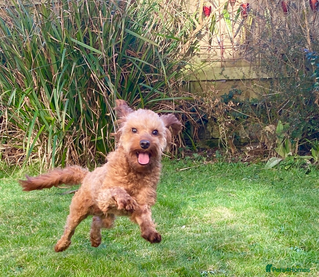 Cavapoo dogs for stud: F1b 5.6kg Cavapoo stud. Devon 100% success in Winkleigh - Image 7