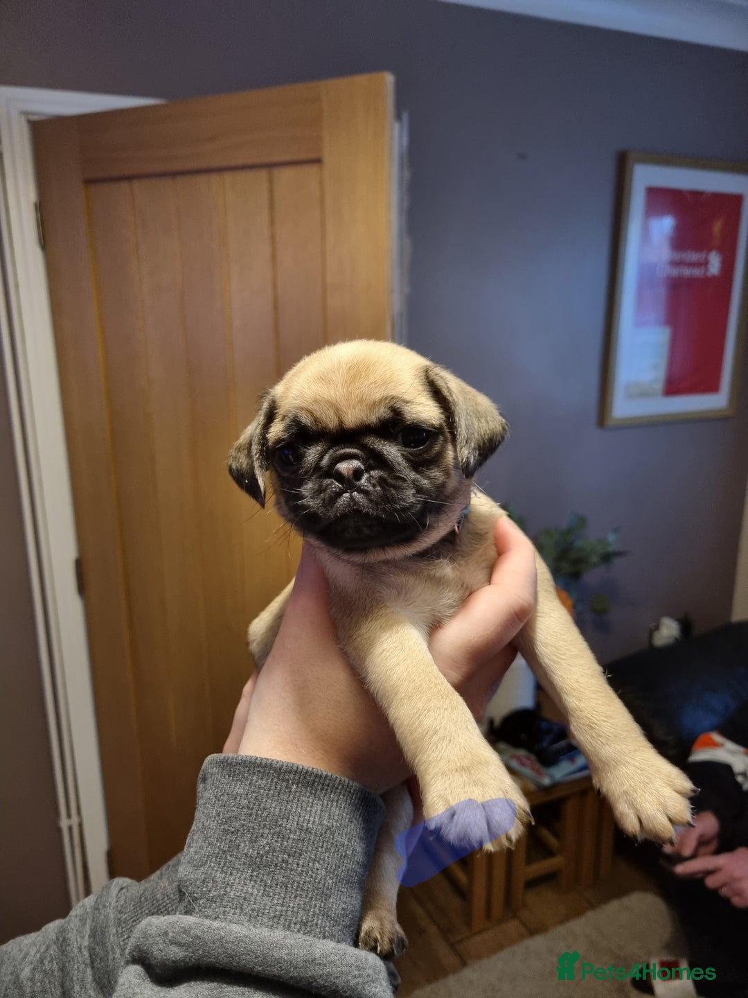 Pug dogs for sale: Pug puppies looking for furever homes - Advert 14