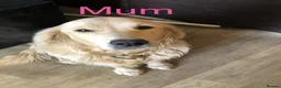 Golden Retriever dogs for sale: Golden retriever puppy’s - Advert 1