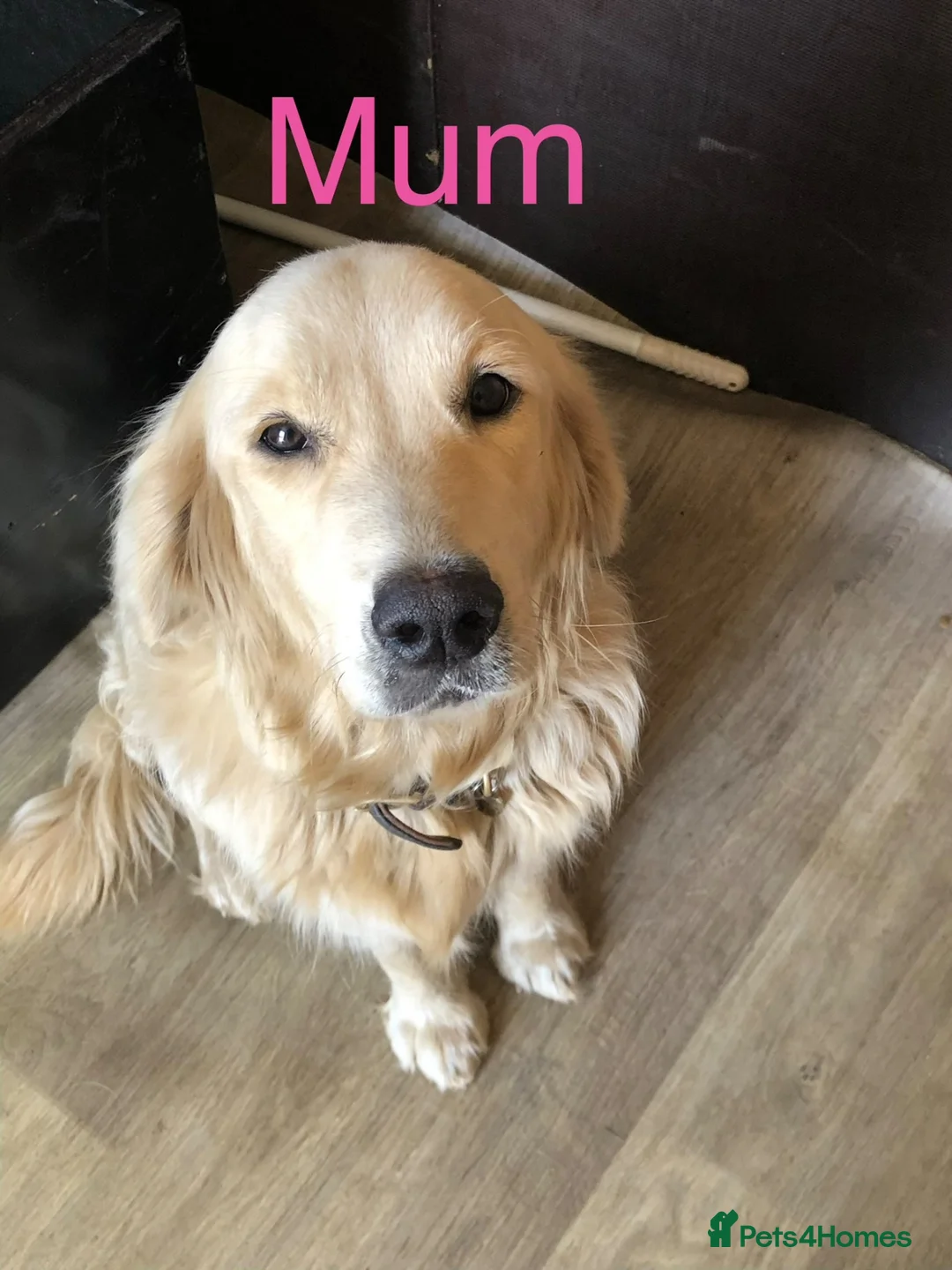 Golden Retriever dogs for sale: Golden retriever puppy’s - Advert 1