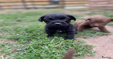 Patterdale Terrier dogs - Advert 3