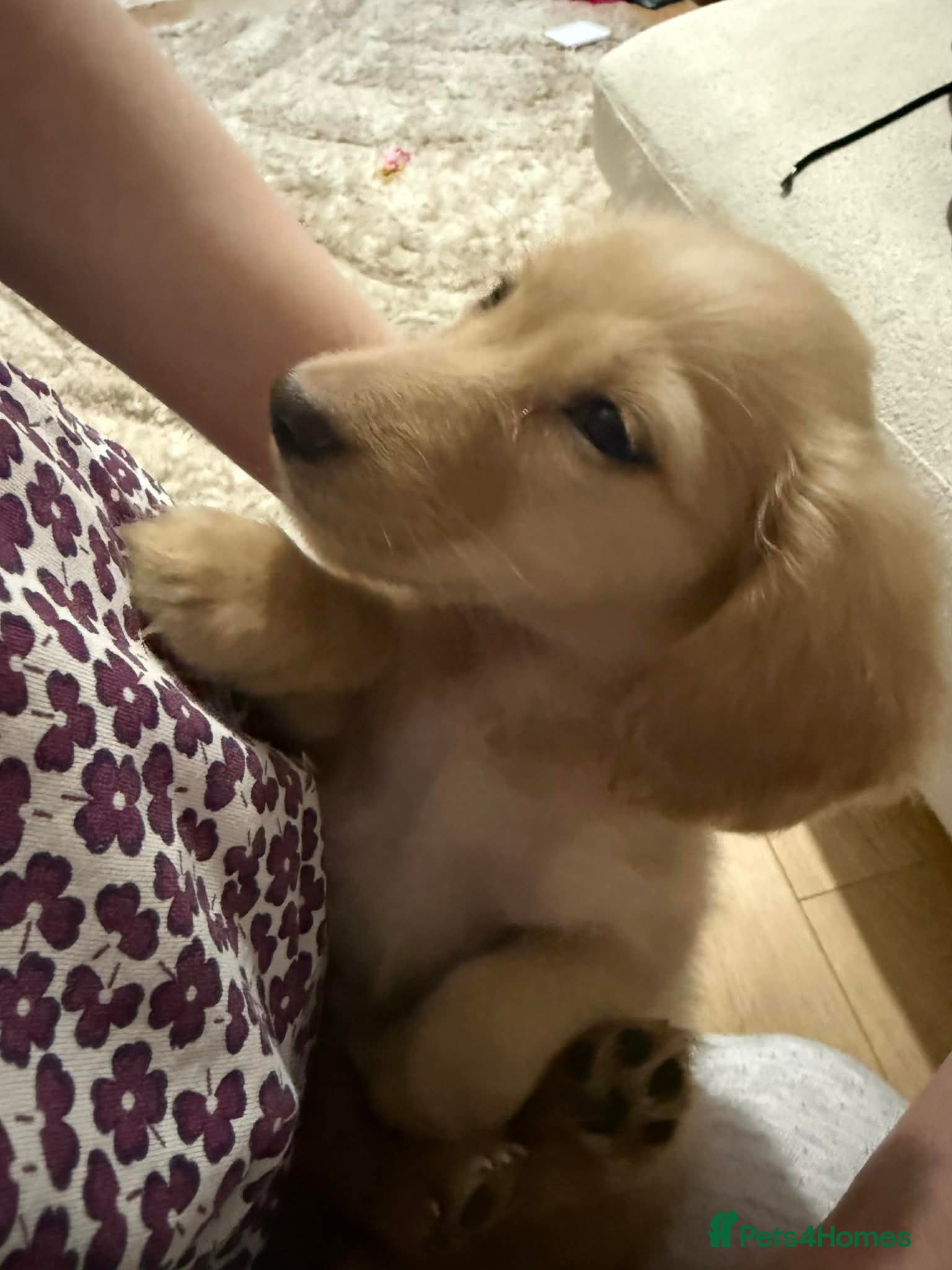 Miniature Dachshund dogs Miniature long haired dachshund Kc registered - Advert 12