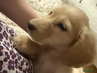 Miniature Dachshund dogs Miniature long haired dachshund Kc registered - Advert 12