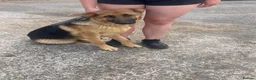 German Shepherd dogs for sale: 2 gorgeous boys looking for new home - Advert 2