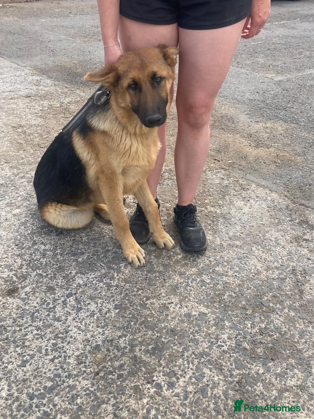 German Shepherd dogs for sale: 2 gorgeous boys looking for new home - Advert 2