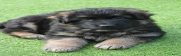 German Shepherd dogs for sale: KC, DM clear, health tested, German Shepherds  - Advert 13