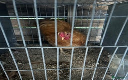Chickens poultry for sale: Versus poultry  - Image 2