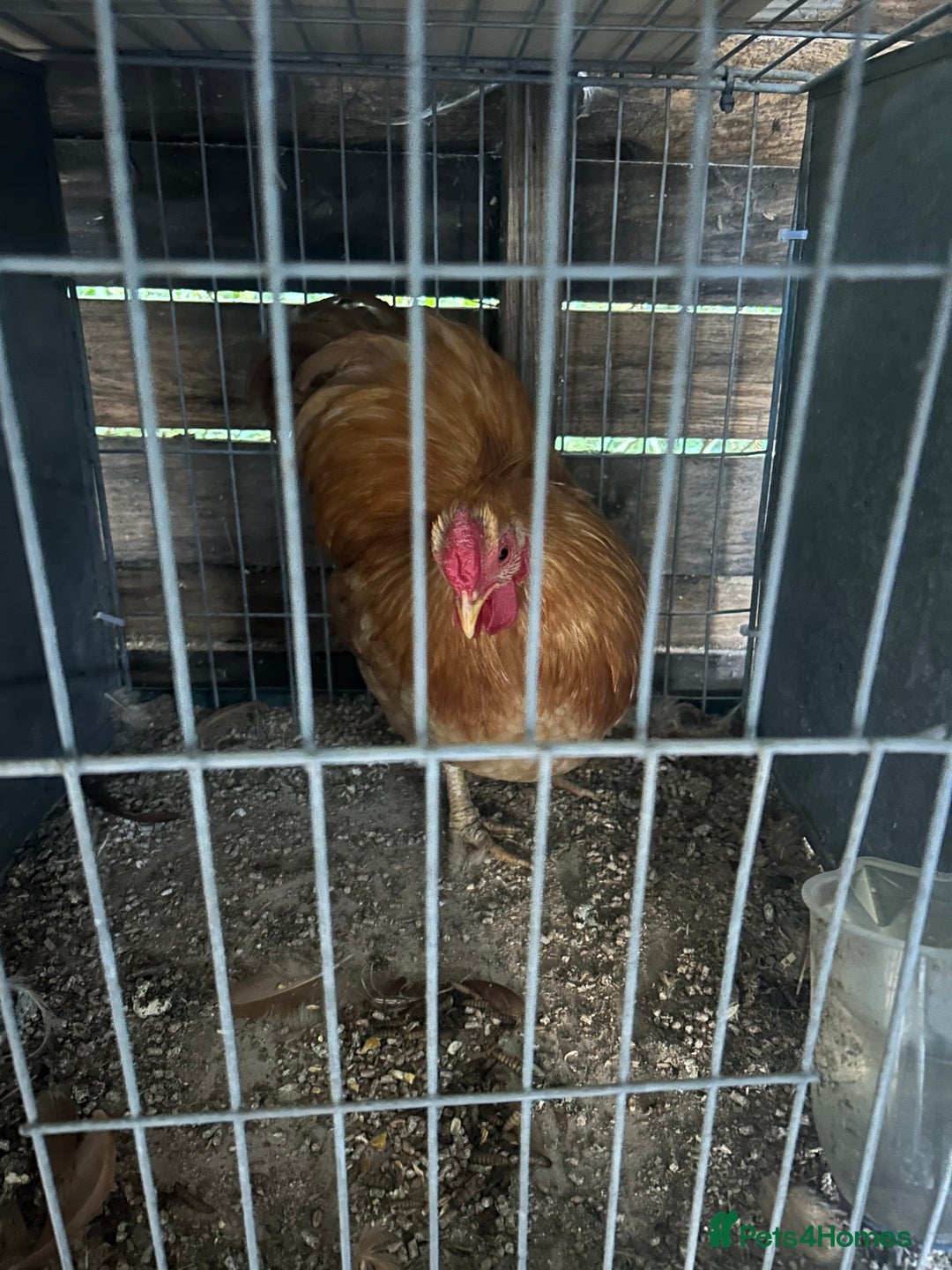 Chickens poultry for sale: Versus poultry  - Image 2