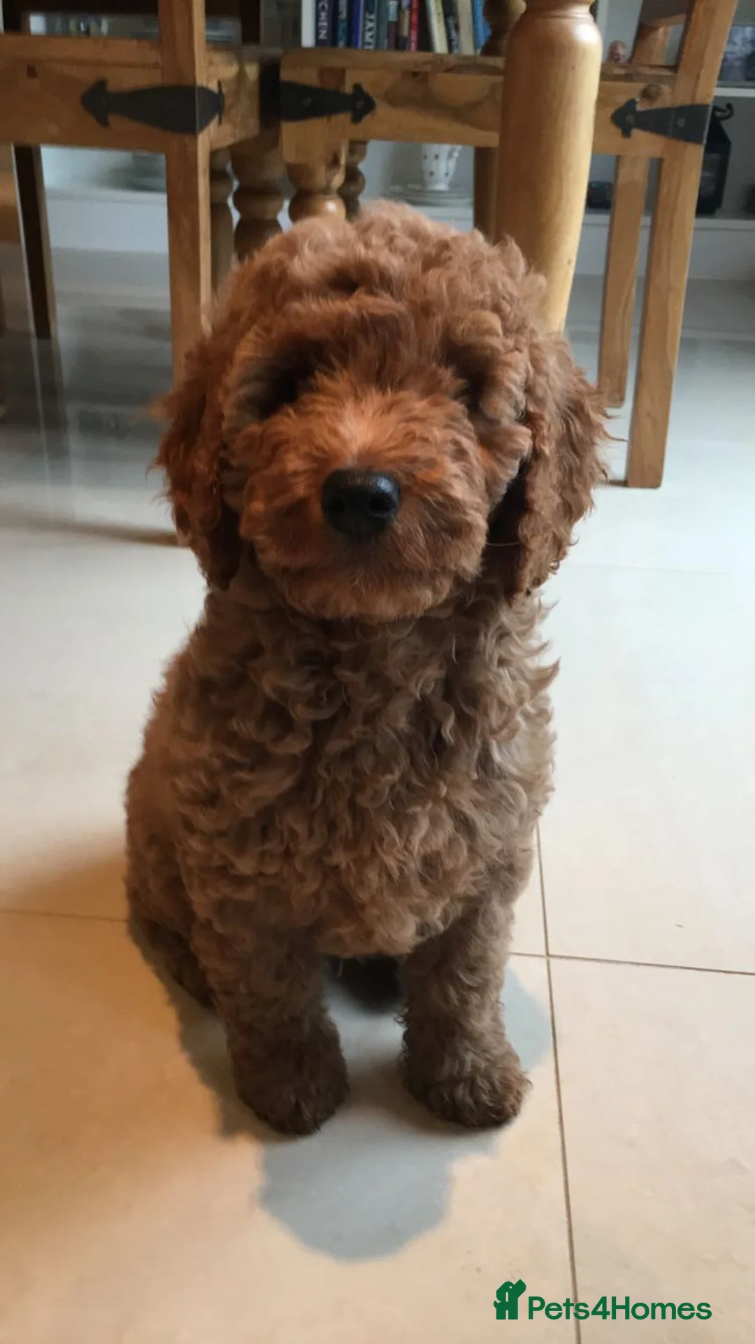 Cockapoo dogs for stud: Teddy, F1 Red Miniature Cockapoo  - Advert 4