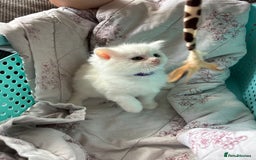 Ragdoll cats for sale: 2 left! Female Ragdoll mix kittens for sale  - Image 13