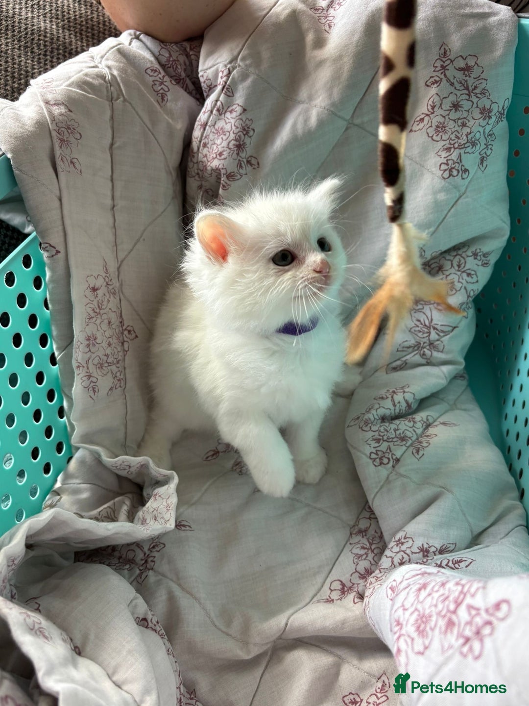 Ragdoll cats for sale: 2 left! Female Ragdoll mix kittens for sale  - Image 13