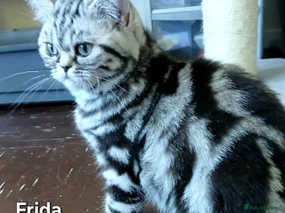 British Shorthair cats - Advert 14