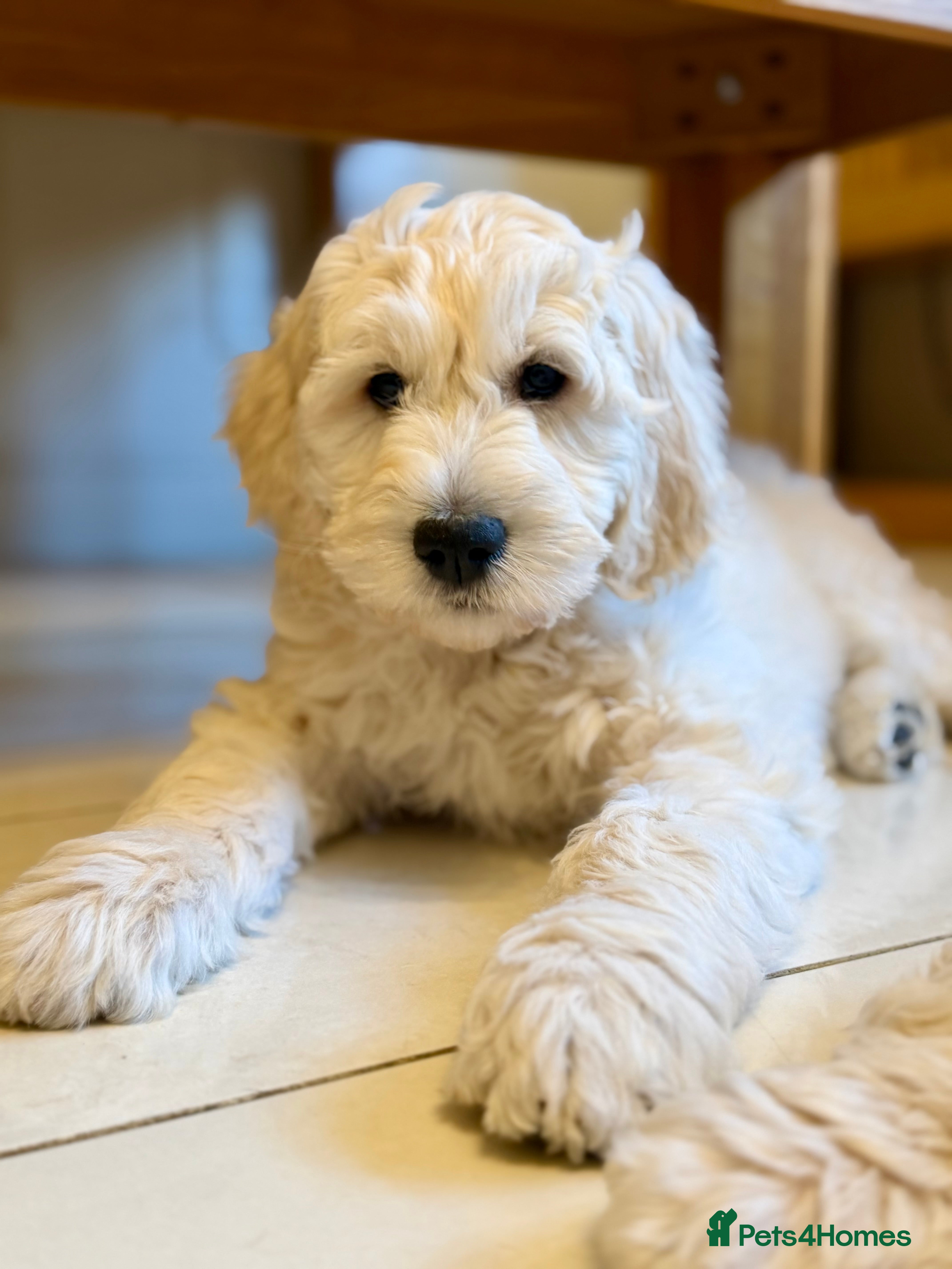 Goldendoodle dogs Goldendoodles - Parent is a School well-being dog - Advert 1