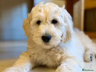 Goldendoodle dogs Goldendoodles - Parent is a School well-being dog - Advert 1