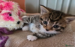 Maine Coon cats for sale: Mainecoon Mix Kittens for Sale  - Image 2