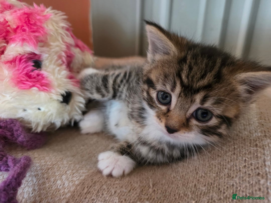 Maine Coon cats for sale: Mainecoon Mix Kittens for Sale  - Image 2