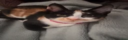 Mixed Breed cats for sale: Tortishell sisters  in Hartlepool - Advert 4