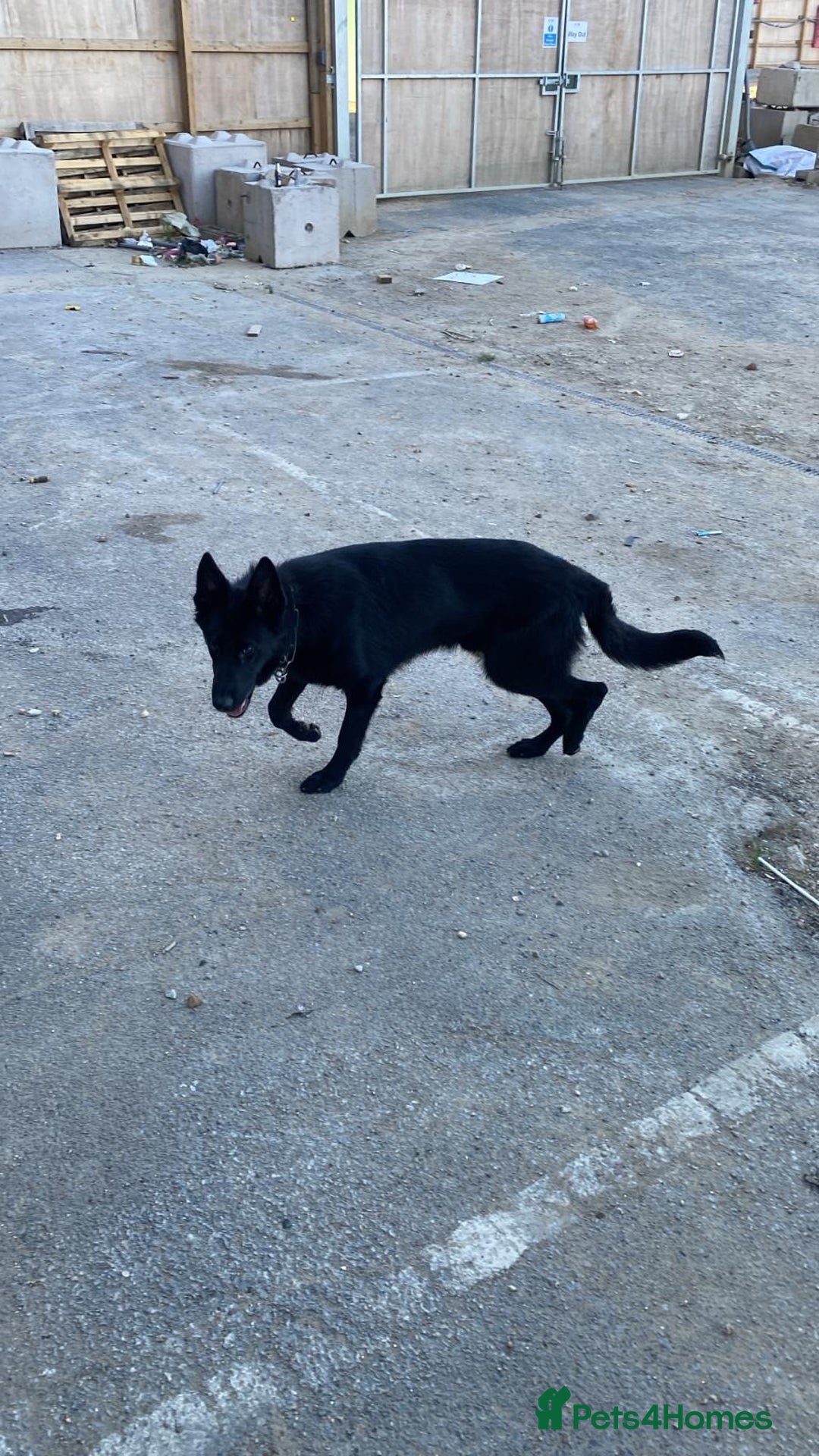 German Shepherd dogs for sale: Jack  - Image 2