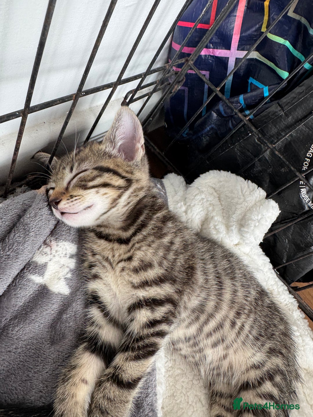Mixed Breed cats for sale: 2 male kittens free  - Image 3