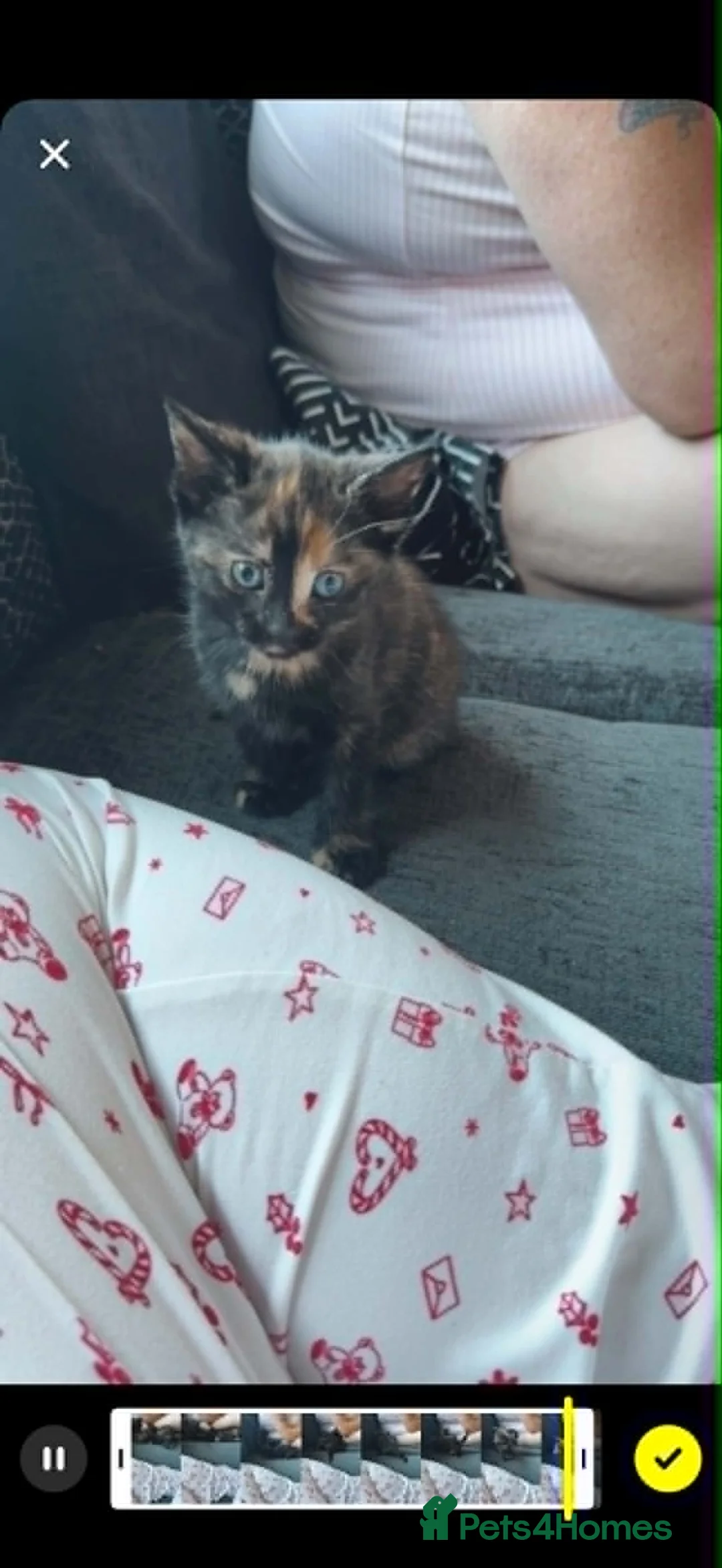 Mixed Breed cats for sale: adorable female kitten  - Advert 1