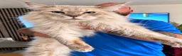 Maine Coon cats for stud: XL Maine Coon Stud  - Advert 3