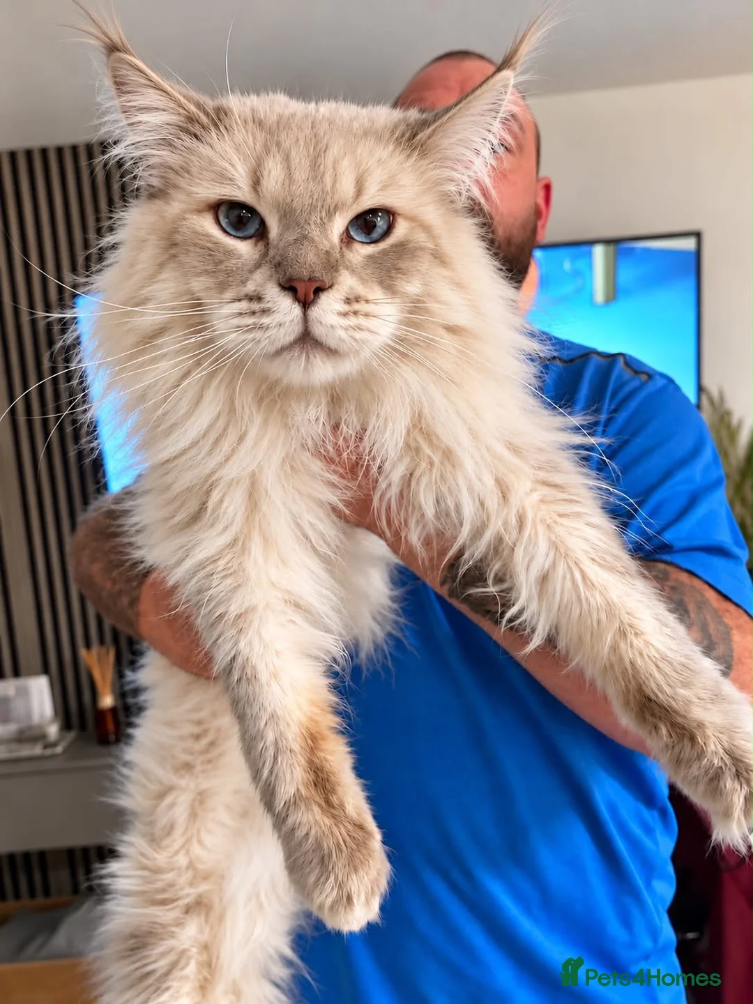 Maine Coon cats for stud: XL Maine Coon Stud  - Advert 3
