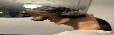 Miniature Dachshund Puppy 2