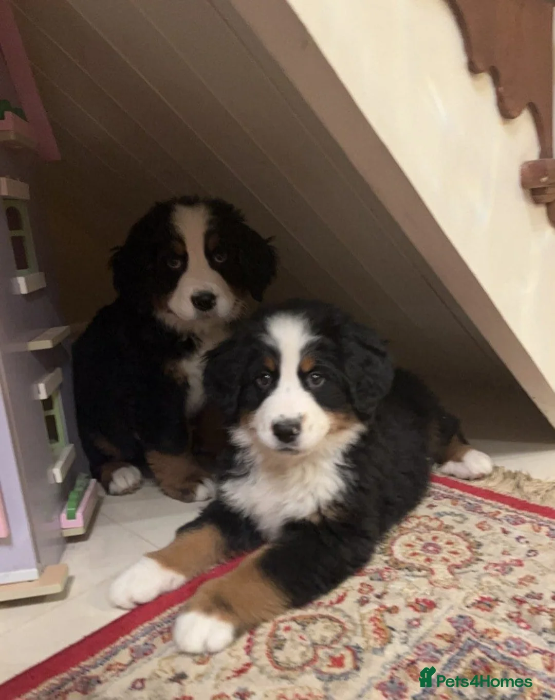 Bernese Mountain Dog dogs for sale: STUNNING BERNESE PUPPIES TO GO - Advert 2