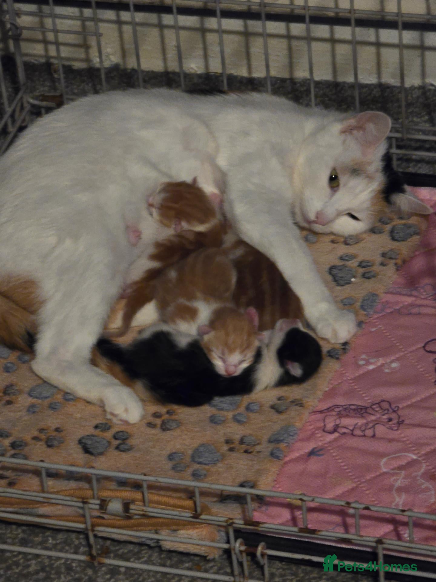 Mixed Breed cats Kittens  - Advert 1