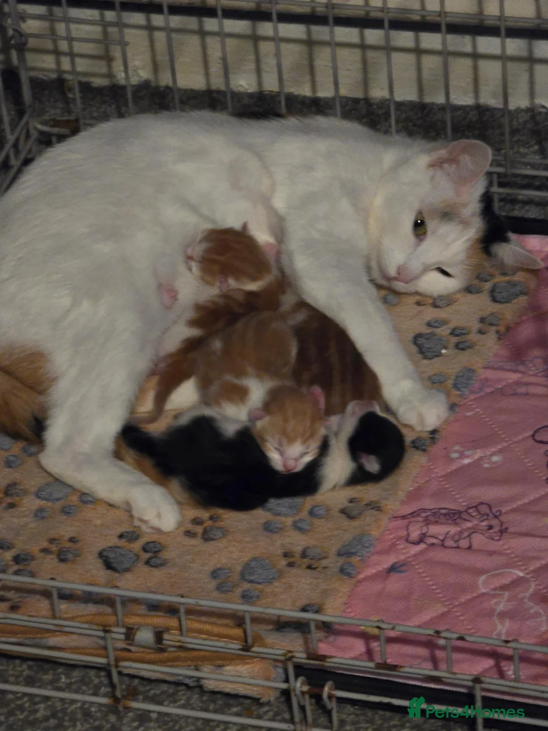 Mixed Breed cats for sale: Kittens  - Advert 1