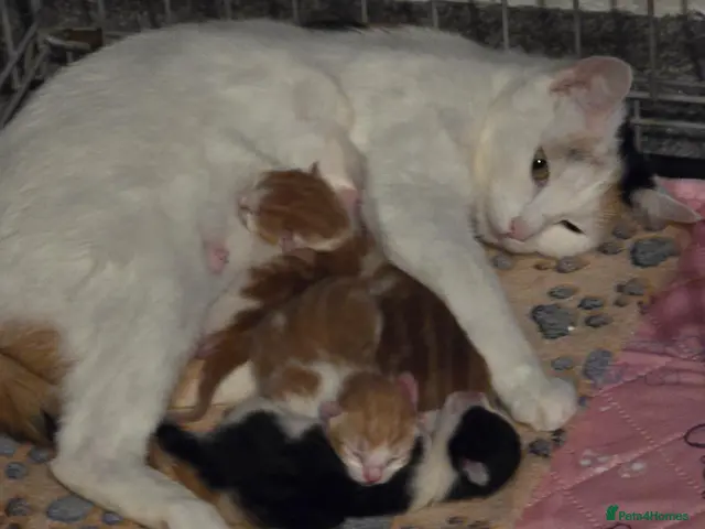 Mixed Breed cats Kittens - Advert 1