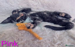 Maine Coon cats for sale: ✨ Stunning Maine Coon Kittens Ready Now ✨ - Image 4