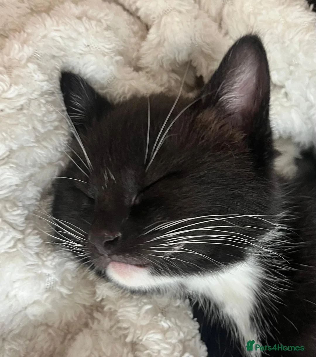 Domestic Shorthair cats for sale: Adorable kittens for sale - Advert 3