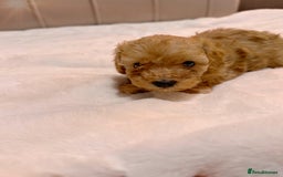 Cavapoochon dogs for sale: Premium Quality Teddy Toy Cavapoochons F1B - Advert 20