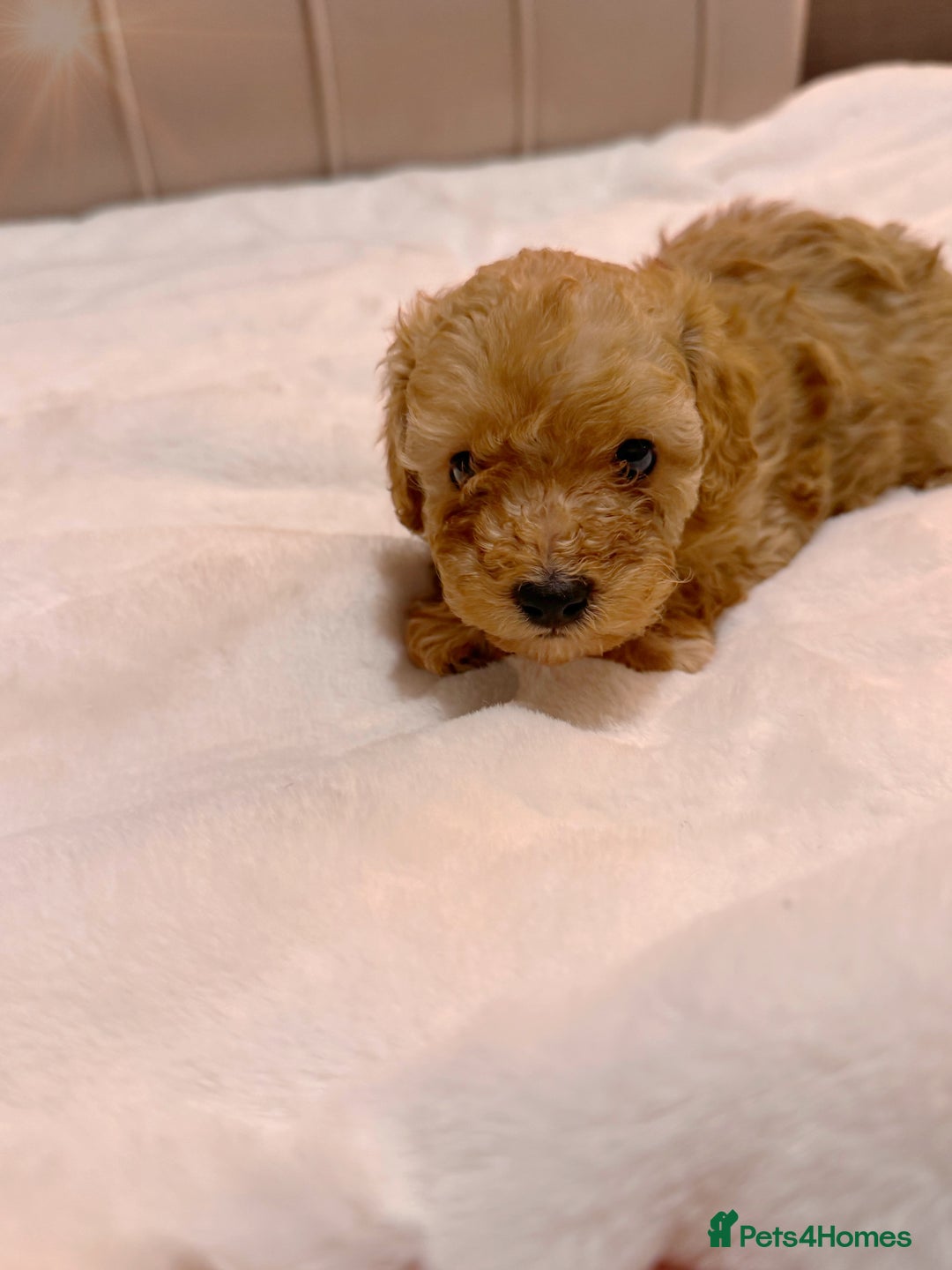 Cavapoochon dogs for sale: Premium Quality Teddy Toy Cavapoochons F1B - Advert 20