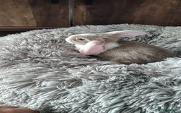 Mini Lop rabbits for sale: Beautiful Mini Lop Babies - 6 to choose from  - Image 16