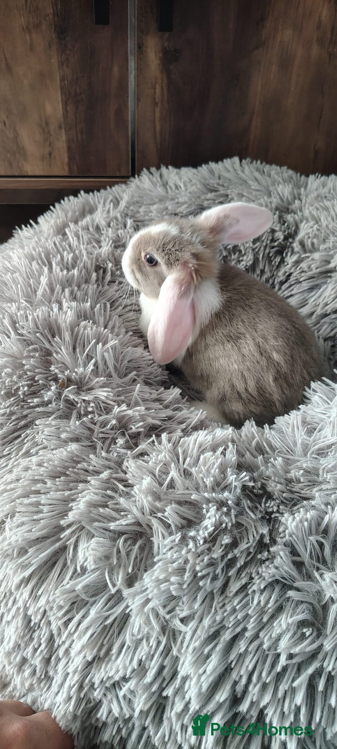 Mini Lop rabbits for sale: Beautiful Mini Lop Babies - 6 to choose from  - Image 16