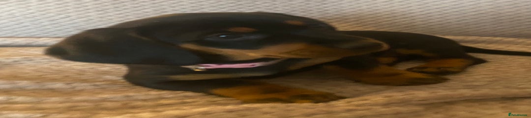 Dachshund Puppy 1
