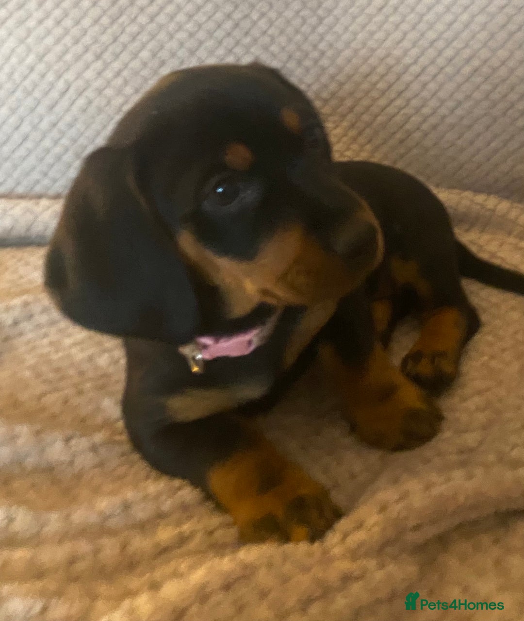 Dachshund dogs for sale: 💖traditional dachshunds puppies💝 - Image 5