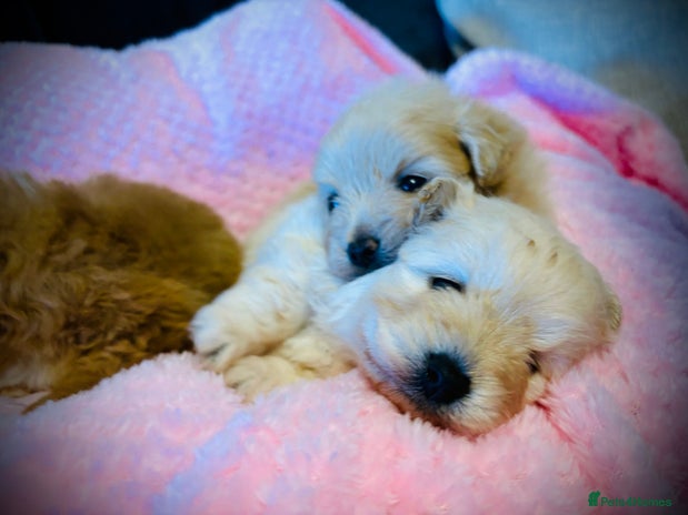 Pomapoo Dogs Breed - Information, Temperament, Size & Price | Pets4Homes