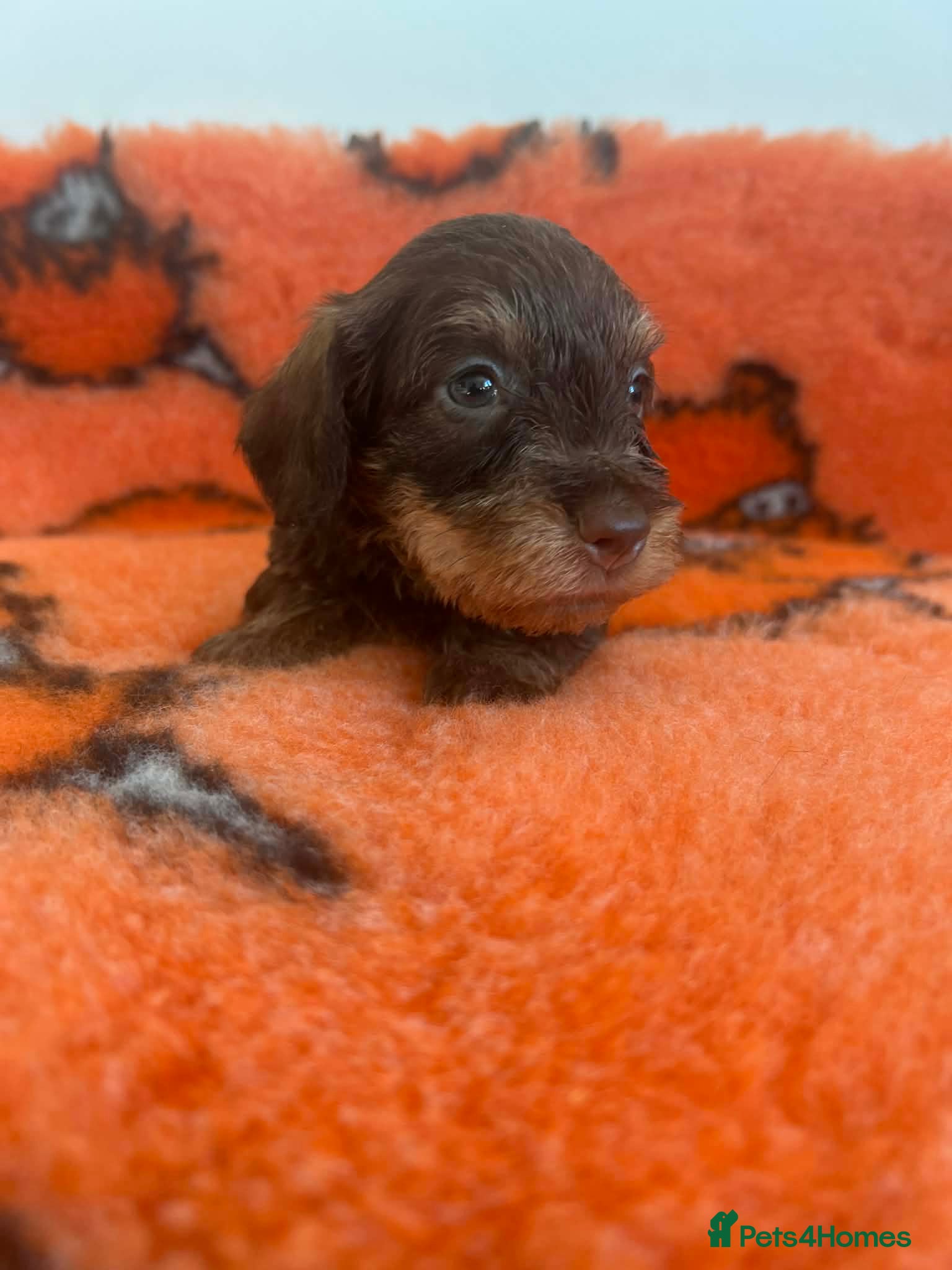 Miniature Dachshund dogs Super miniature wire hairs  - Advert 2