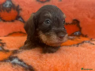 Miniature Dachshund dogs Super miniature wire hairs - Advert 1