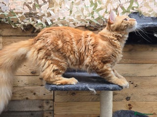 Maine Coon cats STUD ONLY Maine Coon 10kg carries dilute/solid in Hull - Advert 10