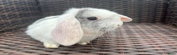 Mini Lop rabbits for sale: Beautiful Baby Mini Lops Ready Now - Advert 6
